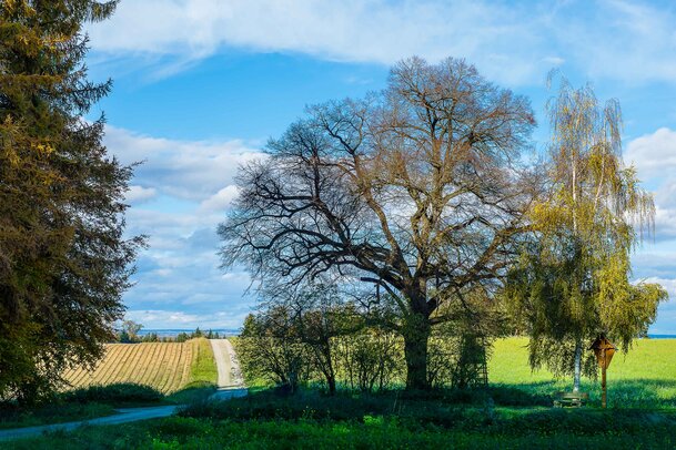 Thumbnail: 13_JA_1517 Bonhart.jpg